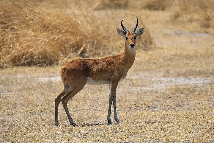 2 Days Mikumi Safari from Zanzibar or Dar Es Salaam - Tanzania safari gallery image